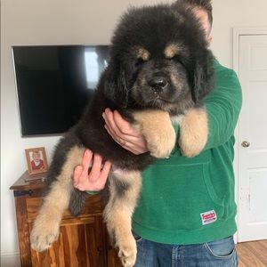 Meet your Posher, Nickolai